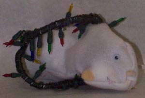 katieS ne.JPG (11399 bytes)