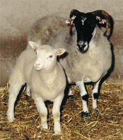 SHEEP FACSIMILE